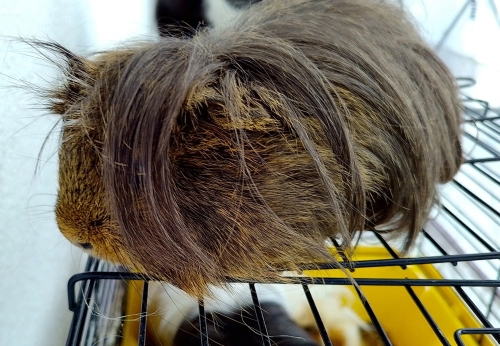 2 guinea pig ücretsiz sahiplendirme fotoğraf