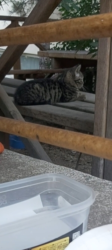 2,5 aylik yavruya yuva fotoğraf