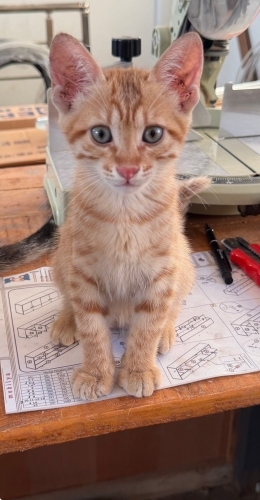 2 aylık yavru kedi fotoğraf