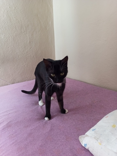 SMOKİN KEDİ ANGEL fotoğraf