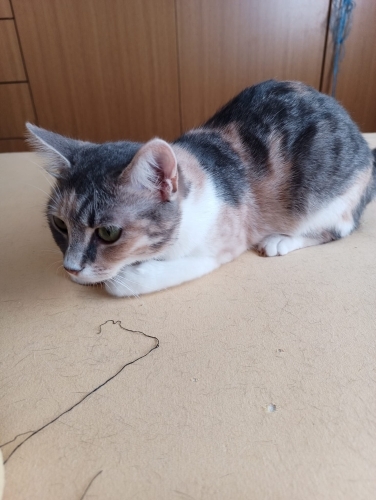 SEVGİ DOLU ASEL fotoğraf