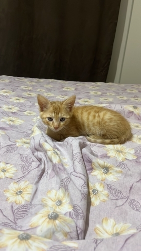 Mavi gözlü minik canımıza ömürlük yuva fotoğraf
