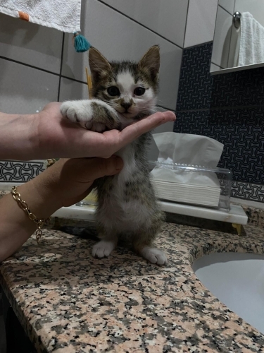 Annesine araba çarıpmış yuvaya ihtiyacı olan bir minik fotoğraf