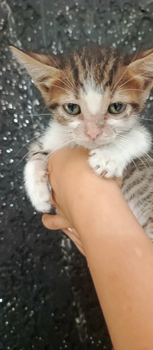 Çok ilginç bir yavru, oyuncu sevecen ve çok komik fotoğraf