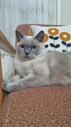 Çok uysal bir kedi blue point fotoğraf