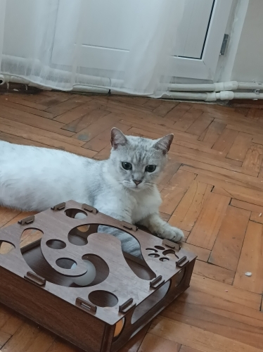 Çok acil yuva arıyorum fotoğraf