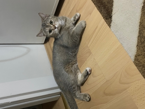 British Shorthair Dişi Kedi fotoğraf