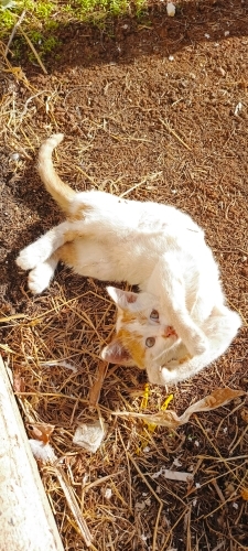 Oyuncu Şirine, çok tatlı :) fotoğraf