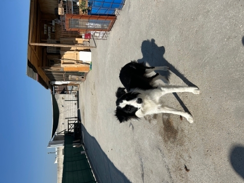 6 aylık dişi border collie sahiplendirme fotoğraf