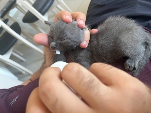 3 haftalık yavru kedi fotoğraf