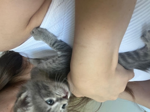 Mavi gözlü gri 3 haftalık yavru kedi fotoğraf