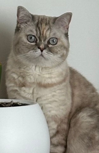 British shorthair golden fotoğraf