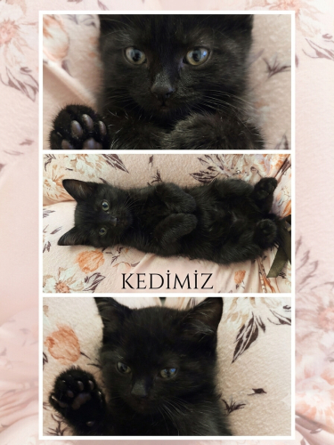 2 aylık dişi ömürlük yuva arıyor fotoğraf