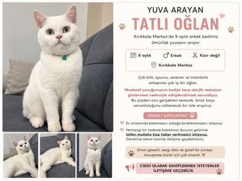 Çok tatlı, sevecen ve insanlarla anlaşması iyi olan çok iyi bir oğlan fotoğraf