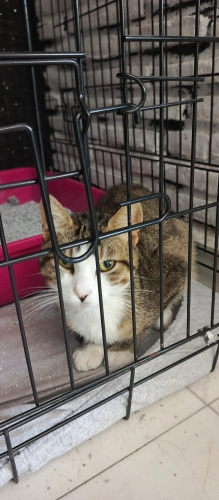 AŞIRI UYSAL VE UYUMLU ÇOK GÜZEL BİR KIZ🧿🐱 fotoğraf