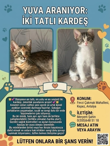 İki Dünyalar Tatlısı Kardeş Yuva Arıyor! 💕🐈 fotoğraf