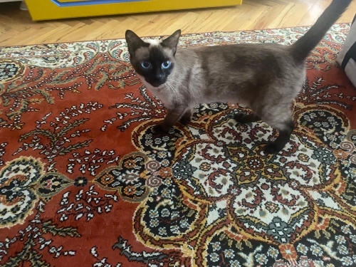 Safkan Siyam kedisi fotoğraf