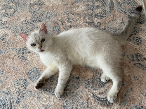 Bu güzel çocuğa acil yuva fotoğraf