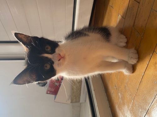 🐾 2 Aylık Uysal ve Sevecen Yavru Kedi Ömürlük Yuvasını Arıyor 🐱🤍 fotoğraf