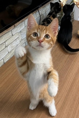 Minik Yaz'a Yuva arıyoruz. 💛 fotoğraf