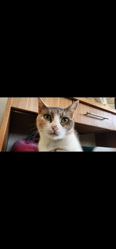 3 bacaklı engelli kedi Meryem yuva arıyor fotoğraf