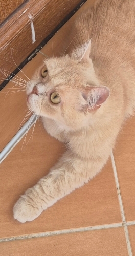Dünyanın en sakin kedisi yuva arıyor fotoğraf