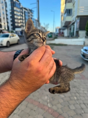 Sokaktan kurtarın fotoğraf