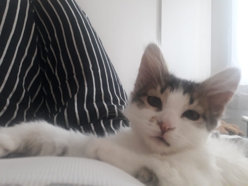 Sevgi Dolu Tekir Bebek fotoğraf