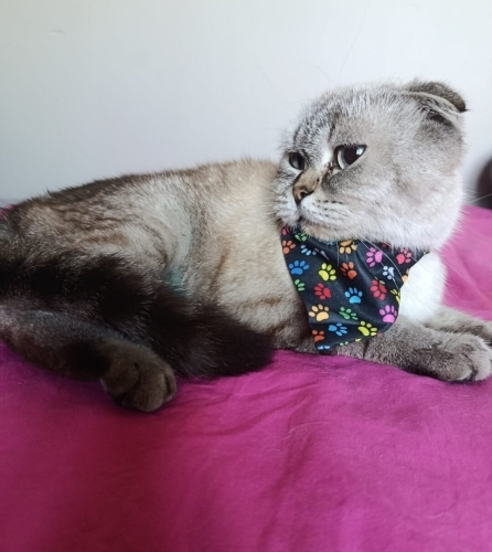 DAHA YENİ KISIRLAŞTIRILDI..!! SCOTTISH FOLD..!! fotoğraf