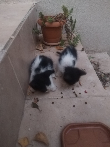 ANNESİZ KEDİLER ACİL YUVA fotoğraf