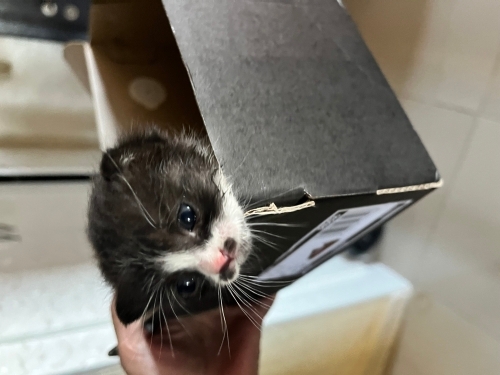 Annesi yok minicik çok acil fotoğraf