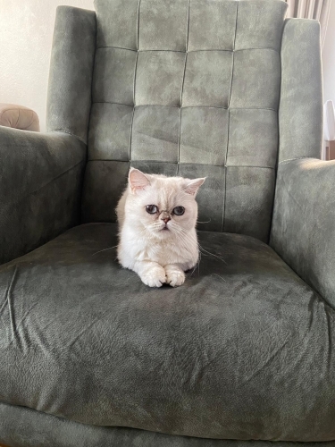 Bella kıza yuva aranıyor fotoğraf