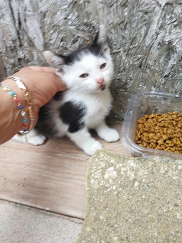 Evden büyüdüler çok tatlılar fotoğraf