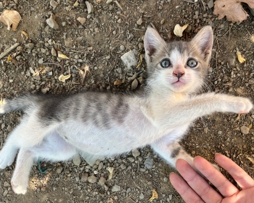 acil yuva arıyoruz fotoğraf