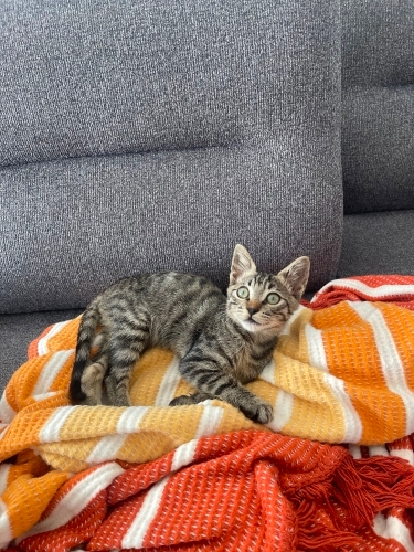 Uysal oglumuza yuva fotoğraf