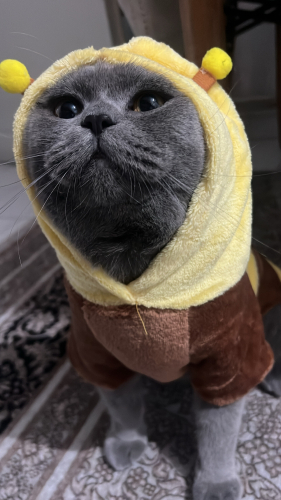 Oyuncu kedimize yuva arıyoruz fotoğraf