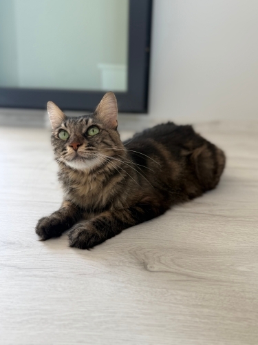 🏡 Lucky’ye Sıcak ve Güvenli Bir Yuva Arıyoruz fotoğraf