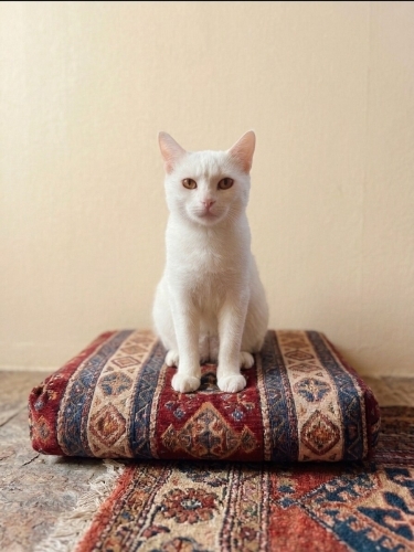 Duyma engelli, yuva arıyor fotoğraf