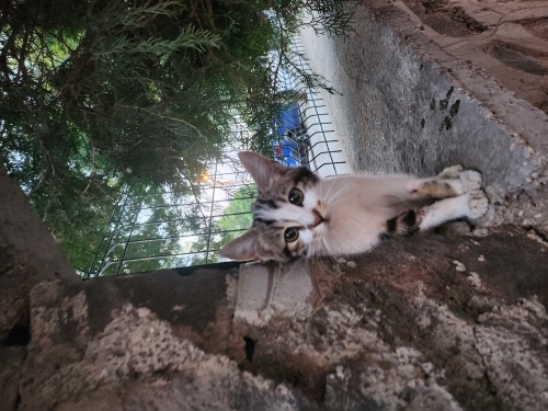 ACİL YUVA ARIYORUZ fotoğraf