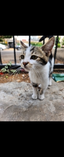 ACİL YUVA ARIYORUZ fotoğraf