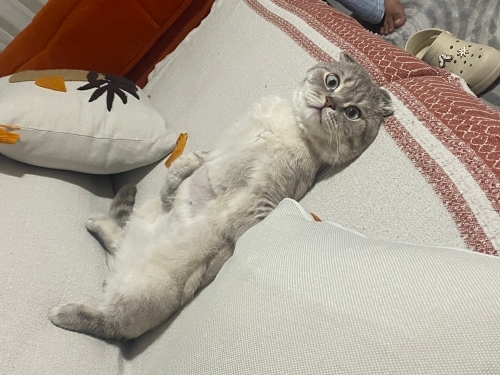 Çok Sevecen Herkezle İyi Anlaşan fotoğraf
