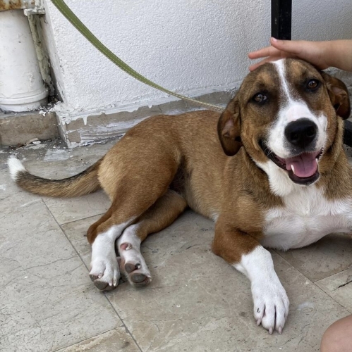 Jack Russel/ dişi/ kısır/müthiş oyuncu/ ömürlük yuva fotoğraf