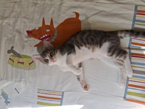 uysal, sevecen, kucak delisi bir kedi fotoğraf