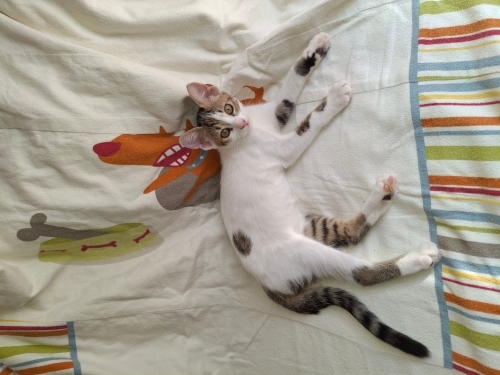çok cana yakın, oyuncu, sevgi pıtırcığı bir kedi fotoğraf