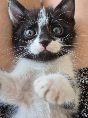 Minicik kalbe yuva olur musun? fotoğraf