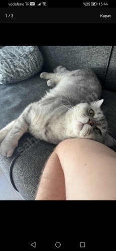 Scottish fold kısırlaştırılmış ücretsiz sahiplendirilecektir fotoğraf