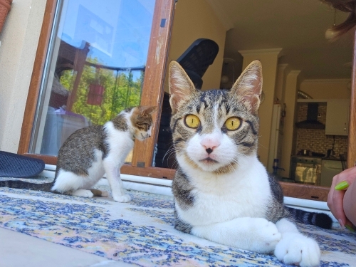 2 aylık yavru kedi tel:0545 806 76 49 fotoğraf