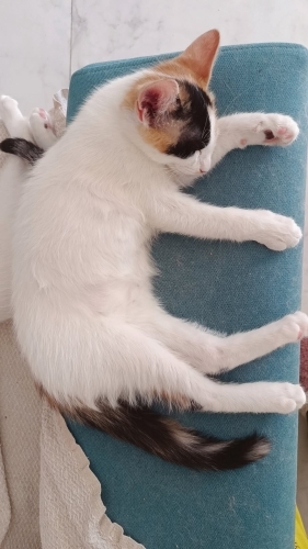 Sevimli ve oyuncu fotoğraf