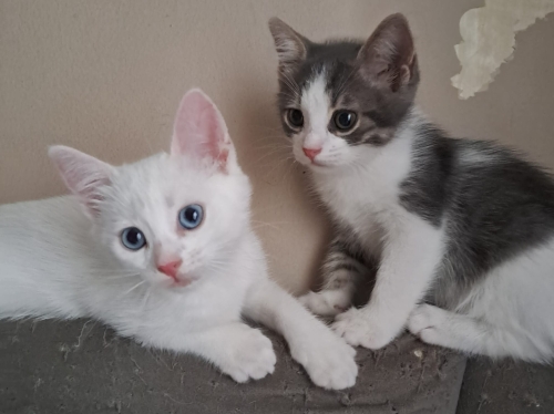 2 AYLIK DİŞİ VE ERKEK YAŞAM KAYNAKLARI fotoğraf