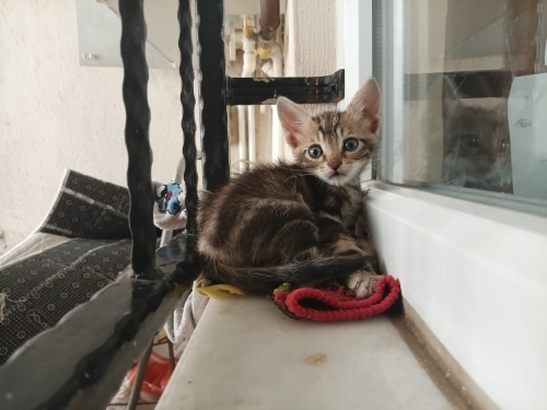 Çok tatlı oyuncu sakin bi kedi 🐱🐈 fotoğraf